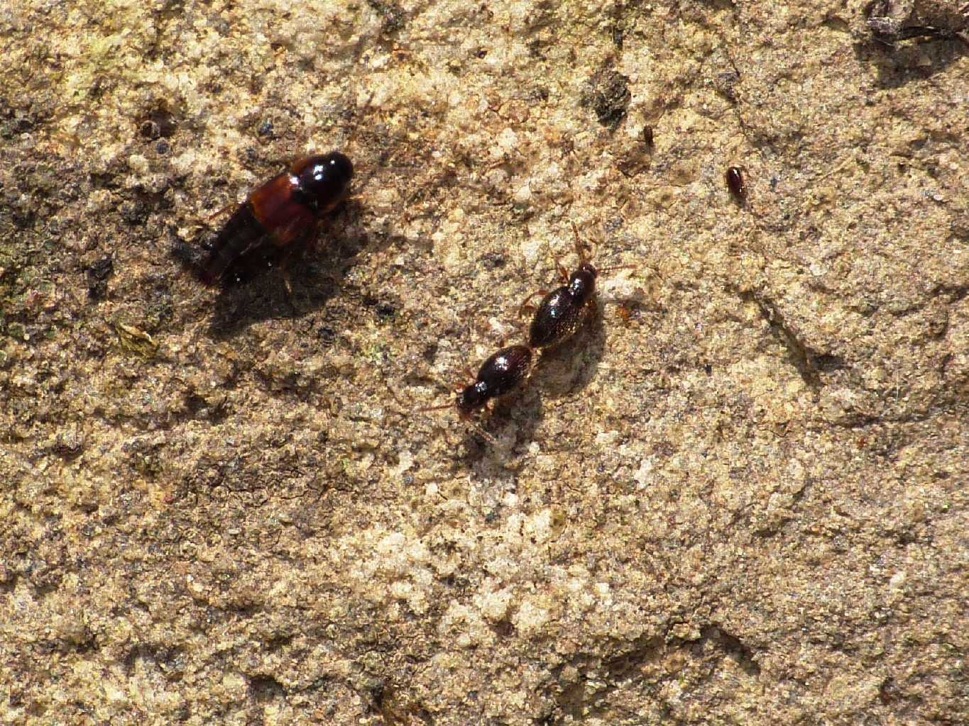 Piccolissimi (Scydmaenidae) in accoppiamento - Tolfa (RM)